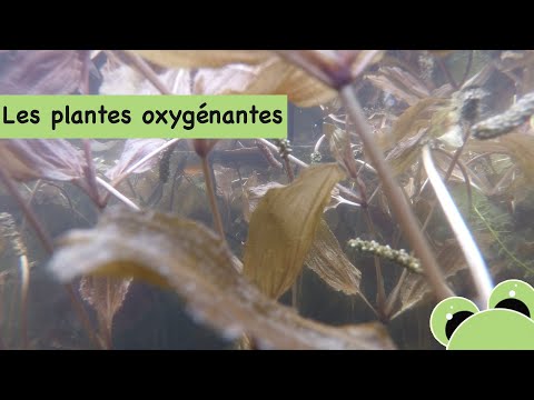 Vidéo: Pourquoi mes plantes oxygénantes meurent ?