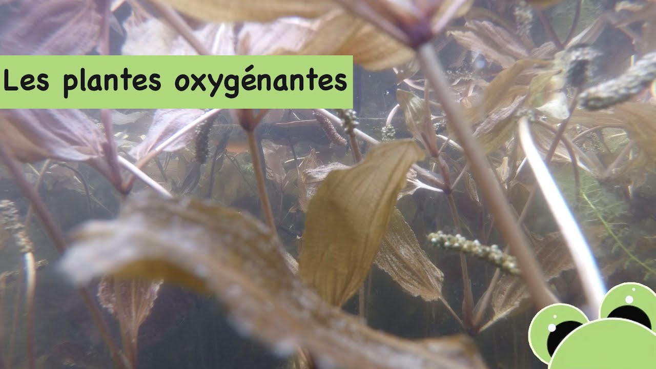 Les Plantes Oxyg nantes Dans Le Bassin D un Jardin YouTube les-plantes-oxyg-nantes-dans-le-bassin-d-un-jardin-youtube
