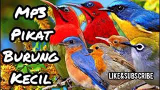 Suara pikat burung kecil ribut paling ampuh | kombinasi suara pikat burung kecil liar |