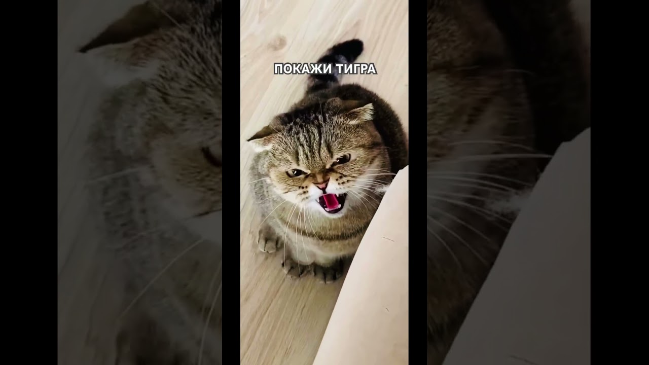 Этот кот дрессированный 🤔🤣 