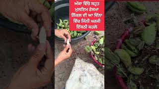 ਅੱਕਾ ਵਿੱਚੋ ਬਹੁਤ ਮੁਲਇਮ ਰੇਸਮਾ ਨਿੱਕਲ ਦੀ ਆ ਦਿੱਨਾ ਵਿੱਚ ਜਿੰਨੀ ਮਰਜੀ ਇੱਕਠੀ ਕਰਲੋ