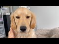 飼い主を起こしにきて、自分が寝ちゃった子犬