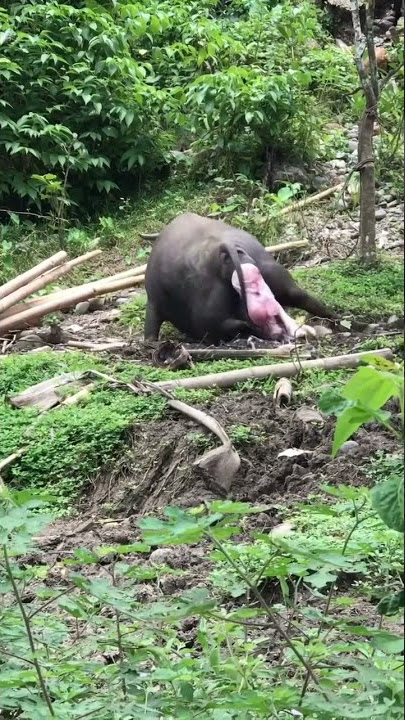 ACTUAL NA PANGANAK NG KALABAW#satisfying #kalabaw #short#viral#trending#labor