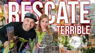 TERRIBLE Unboxing | RESCATE | Philodendron Atabapoense | Paraiso Verde | Painted Lady | Ring of Fire