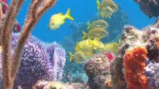 【作業用BGM】海の癒しBGM集・海の生物を観賞しながら聴ける【熱帯魚・動物BGM】