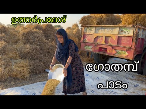 ഗോതമ്പ് പാടം ❤️#shivanjalivlogs #Uttarpradeshvlogs