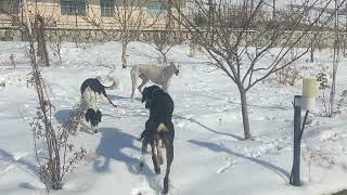 baadpasalukikennel 🇮🇷 by Persian greyhound Saluki 71 views 3 months ago 2 minutes, 42 seconds