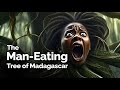 The maneating trees folklore tales folk africantales africanstories