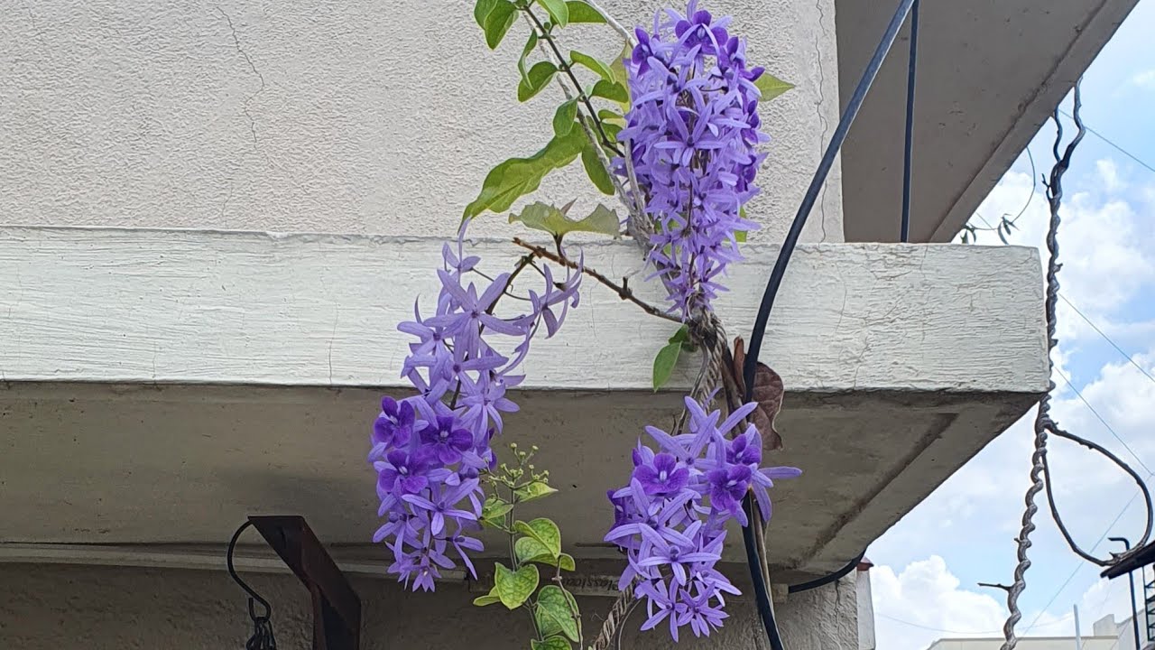 Top 10 Petrea Volubilis Blooming Tips Sand Paper Vine YouTube