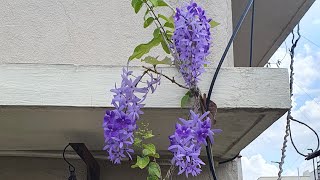 Top 10 Petrea Volubilis Blooming Tips | Sand Paper Vine