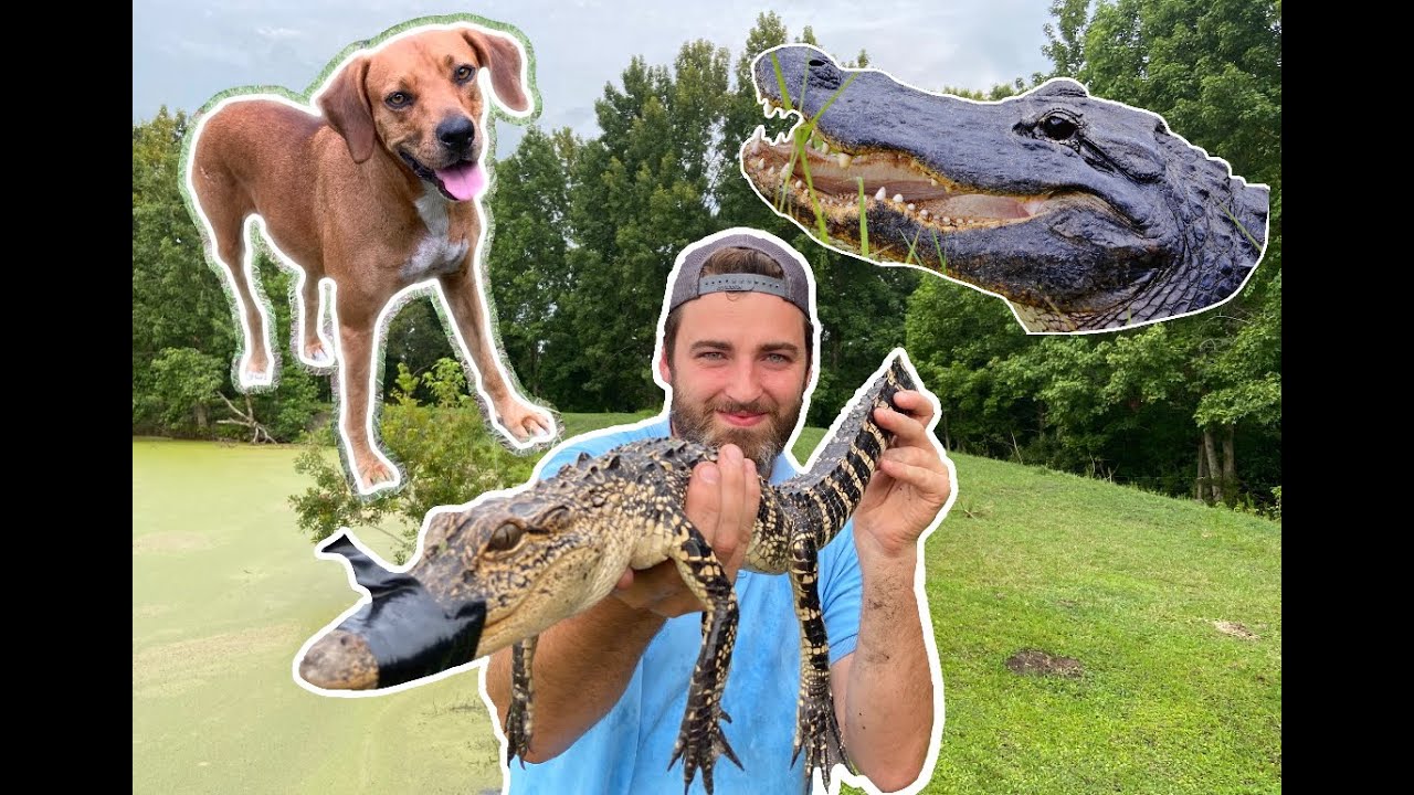 Alligator CHARGING my dog in yard!! (Catching an Alligator by Hand