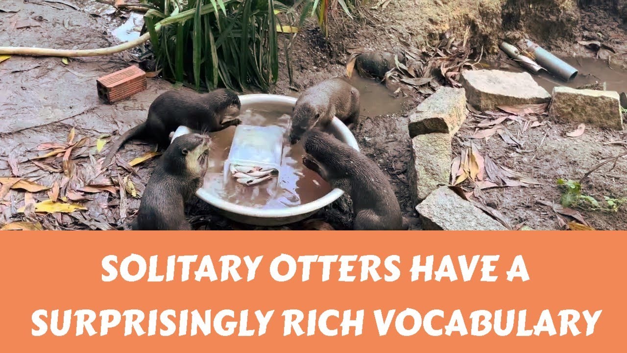 Why Do Otters Make Squeaky Noises? - YouTube