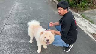 Aggressive dog kamusta kaya sila by Alvin Galo Costillas 1,826 views 1 year ago 3 minutes, 37 seconds