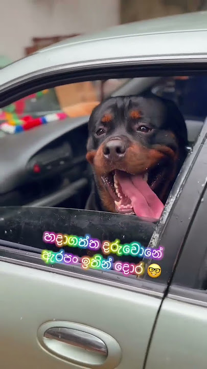 ගෙදර ආවා යාළුවනේ 😌🤪#rottweiler #嗡嗡嗡 #rottweilerdog #viral #shorts