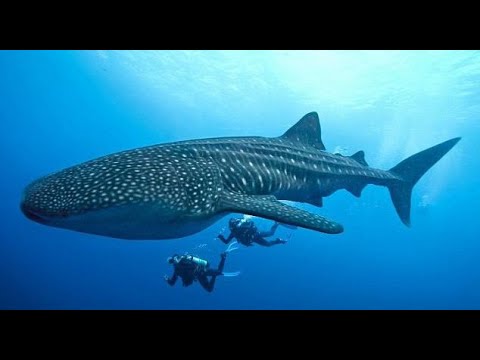 Qizi uxlab yotgan dadasini soradi Lateks porno qizlar