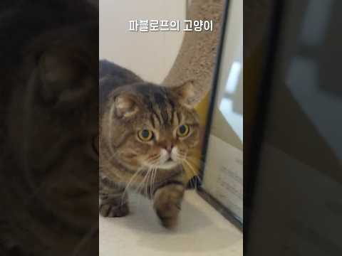 종을 치면 맹수가 달려옵니다