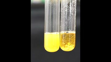 A journey to the origins of multicellular life: Long-term experimental evolution in the lab