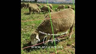 Plantel De 𝐁𝐨𝐫𝐫𝐞𝐠𝐚𝐬 𝐂𝐨𝐫𝐫𝐢𝐞𝐝𝐚𝐥𝐞 𝟐𝟎𝟐𝟐