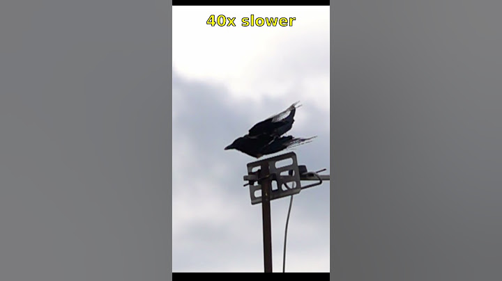Magpie flying off at 40x slow-mo