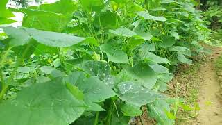 শসার চাষ বাড়ি লতিরাজ কচুর চাষ মিষ্টি কুমড়ার চাষ ধন দলের চাষ জালি কুমড়ার চাষ