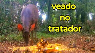 Até um veado apareceu no tratador