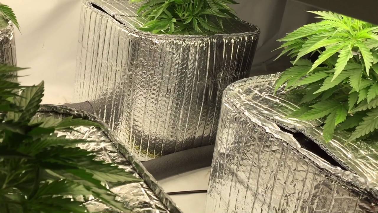 Week 1-2 (Veg.) Marijuana Grow using the Current Culture H2O System