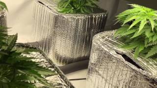 Week 1-2 (Veg.) Marijuana Grow using the Current Culture H2O System