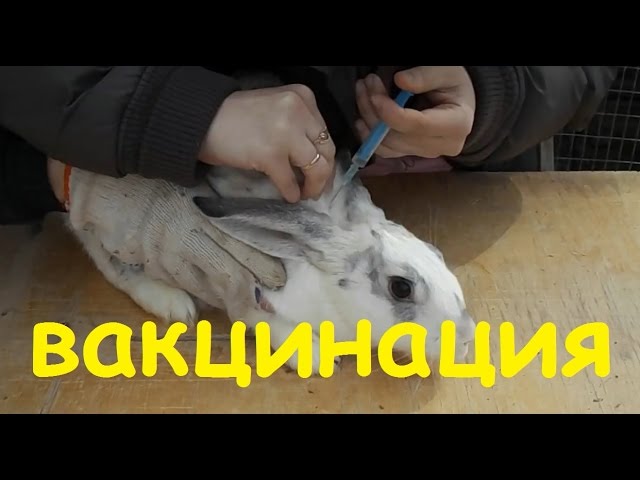 Прививки кроликам