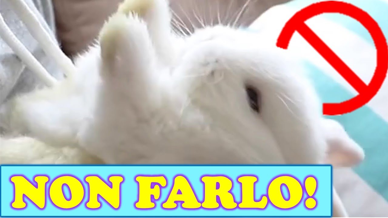3 COSE DA (NON) FARE Se Hai Un Coniglio - PARTE 1
