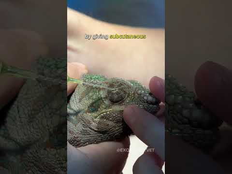What to do if your chameleon is holding its eyes closed - Vet Treats Chameleon Eye
