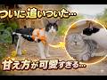 車椅子の猫がお兄ちゃん猫に追いついた瞬間…甘え方が可愛すぎた!