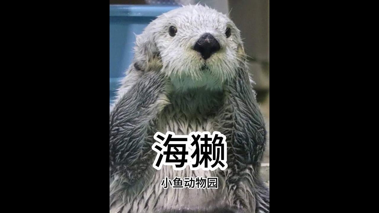 海獭：我不叫海懒 - YouTube