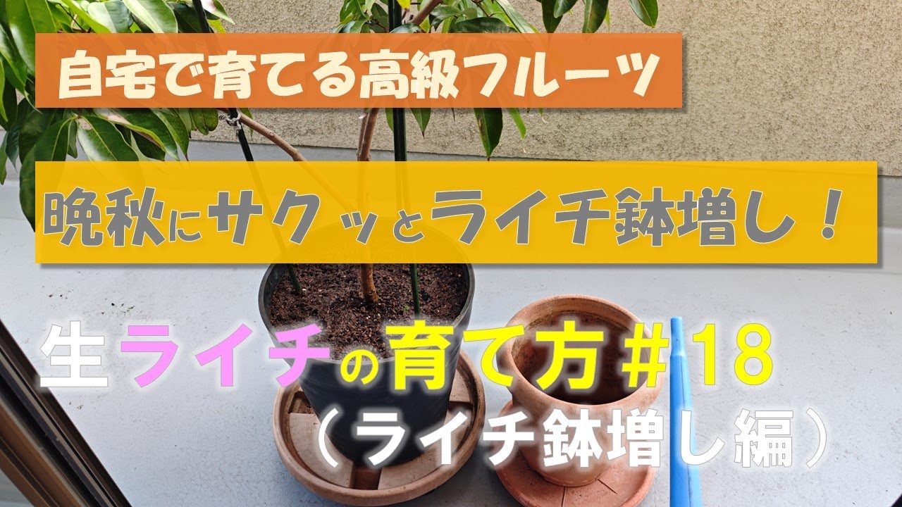 ライチの鉢増し（家庭用）＃18】晩秋にサクッと鉢増し！ - YouTube