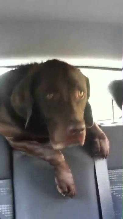 Hund Würgt Und Macht Komische Geräusche Hund macht komische Geräusche - YouTube