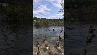 The Ducks of the Chafford Gorges Nature Park. Essex. England
https://www.youtube.com/channel/UCdNO3SSyxVGqW-xKmIVv9pQ/join
www.settime2588.com
www.facebook.com/settime2588
instagram: settime2588
www.twitter.com/settime2588 The Ducks of the Chafford Gorges Nature Park. Essex. England