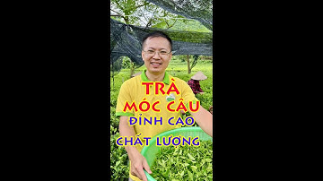 Trà Móc Câu - Đỉnh Cao của trà ngon