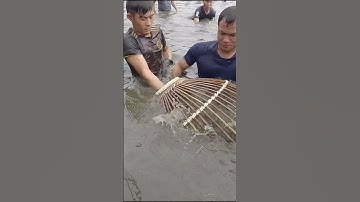 Nơm cá trôi đỏ #hunghugo