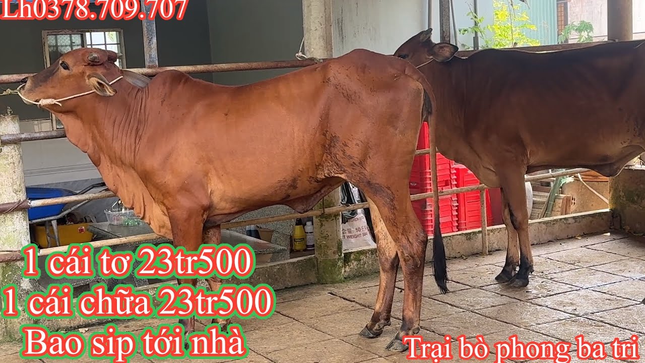 11-01/Trại bò phong ba tri (2)Báo giá công khai tiếp tục nhé cả nhà