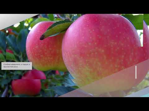 Видео: Ябълки Modi: характеристики на сорта, характеристики, място на отглеждане