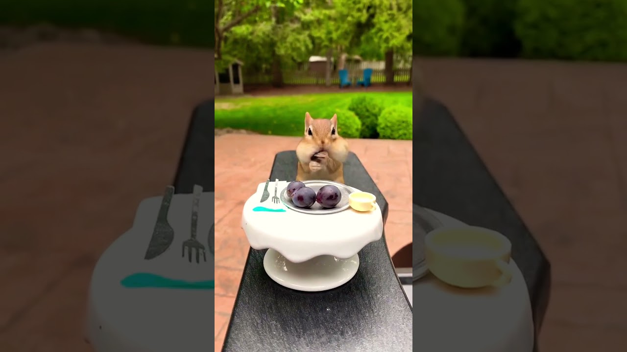 Todos los dias alimento a mi vecina ardilla con sus platos favoritos 