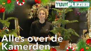 Alles over de Kamerden | Een kerstboom alternatief! | TUINPLEZIER