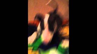 Biggs, 8 Weeks Old, English Bull Terrier