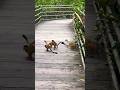 Angry Monkey Sounds 
