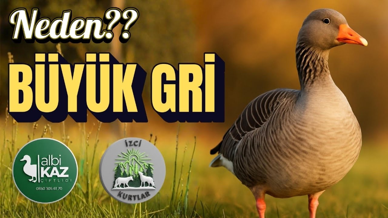 NEDEN BÜYÜK GRİ KAZ BESLENMELİ