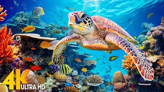 Под Красным морем 4K - Красивая рыба кораллового рифа в аквариуме, морские животные для отдыха - 4K