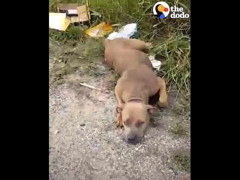 Wideo: 71 szczeniąt Dzień jest ranny przez obrożę, czy twój pies jest bezpieczny?