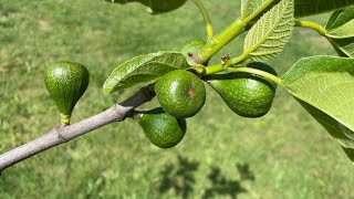 Breba report and fig orchard update  FASINATING RESULTS!