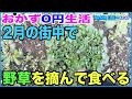 【おかず0円生活】2月の街中で目立つ野草を摘んで食べてみる♪