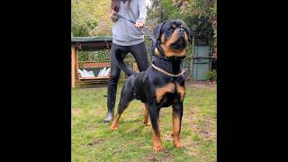 7 month old male roman rottweiler puppy 🐶 😍 #dogs #animals #shorts #puppyvideos #puppypic