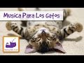 Música para los gatos heridos y asustados. Música relajante calmante para los gatos enfermos mal